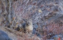 Цоохор ирвэс хамгаалалд нэгдлээ