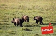 Сибирийн эзэд манай майжигийг хүн рүү шахсан уу