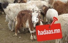 Ямааны халдварт өвчин Монголын хил, гаалийг “годронтсон” болохыг батлав уу 