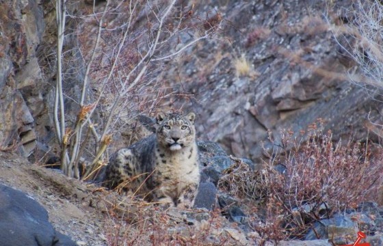 Цоохор ирвэс хамгаалалд нэгдлээ