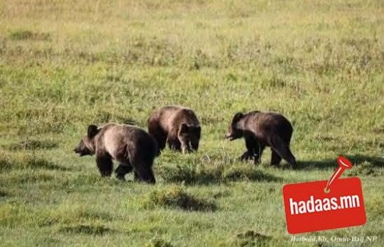 Сибирийн эзэд манай майжигийг хүн рүү шахсан уу
