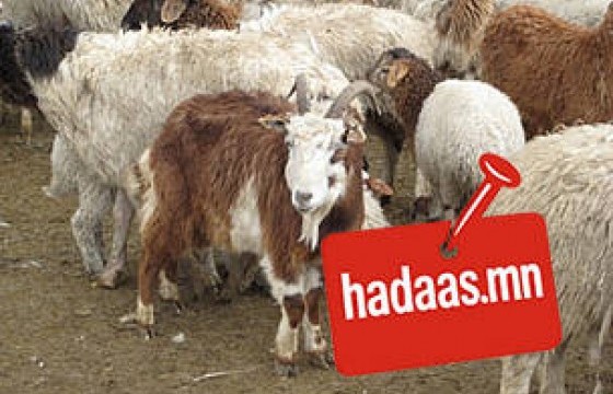 Ямааны халдварт өвчин Монголын хил, гаалийг “годронтсон” болохыг батлав уу 